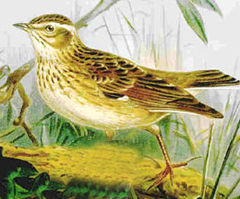  Lullula arborea